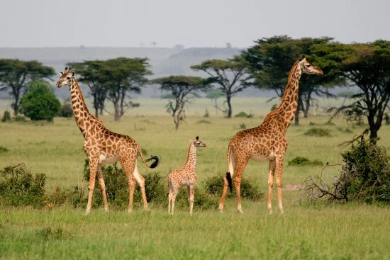 Game drive in Uganda