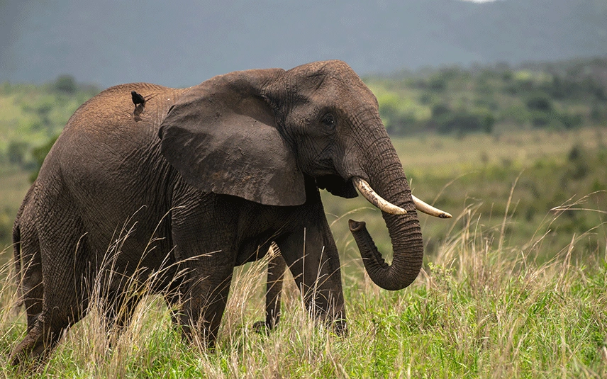 Rwanda