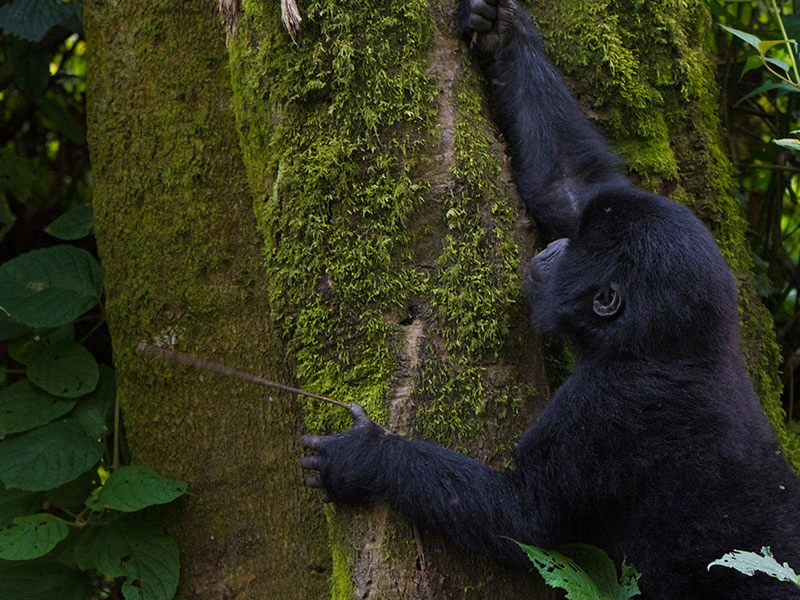 Booking Uganda Gorilla Safari